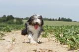BEARDED COLLIE 051
